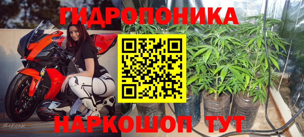 Бошки Шишки план Балтийск